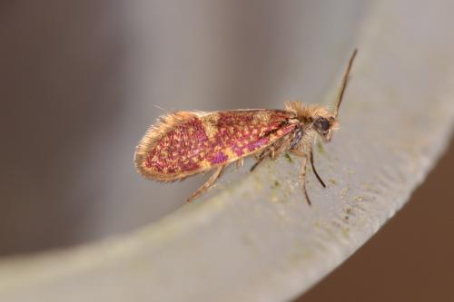 Eriocrania salopiella